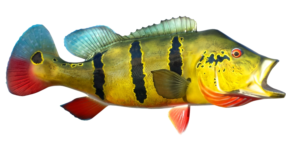 Peacock Bass